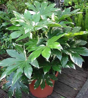 Japanski Fatsia transplantira se svake godine