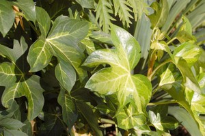 Japanska Fatsia njega