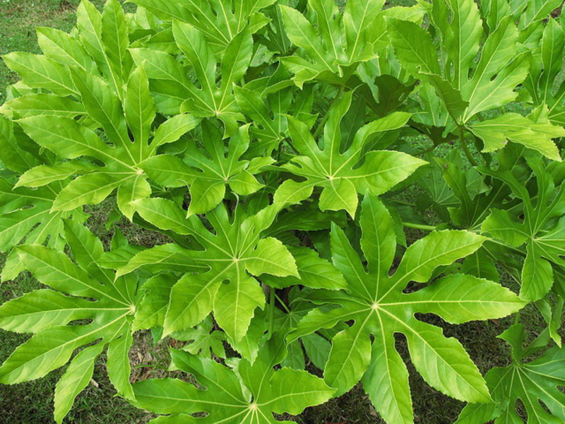 Zalijevanje biljke Fatsia