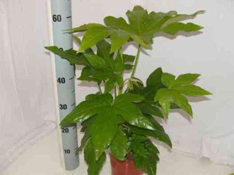 Domaći cvijet fatsia
