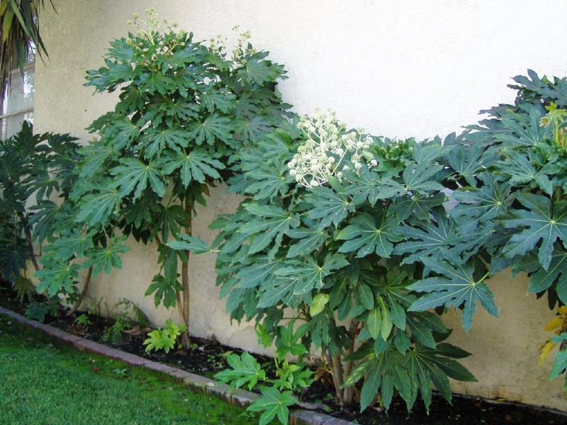 Japanska fatsia u kući
