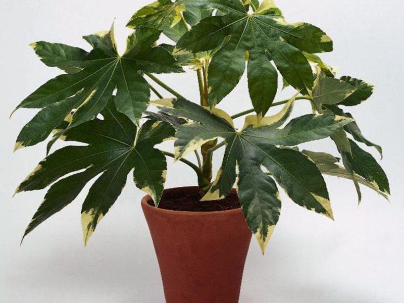 Soba fatsia