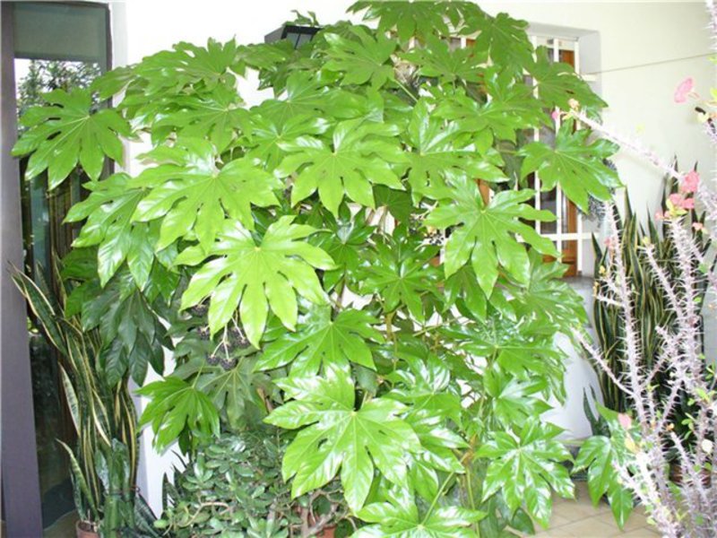 Pravila o njezi Fatsia
