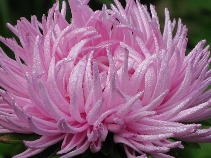 Kako izgleda aster Vrijeme sadnje sjemena Aster