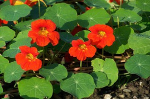 Kako uzgajati nasturtium