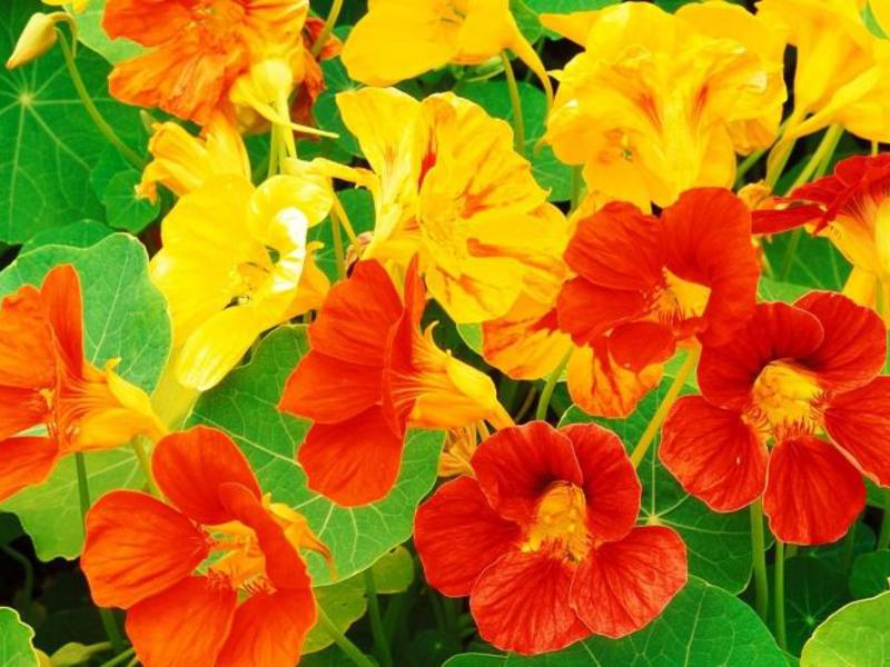 Nasturtium nije samo cvijet, već i korisna biljka za vrt Bolesti nasturcija