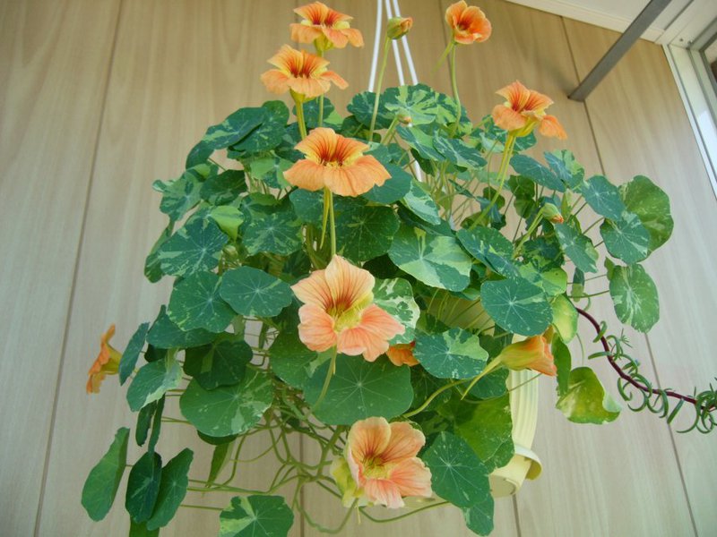 Jednogodišnje cvijeće nasturtium Jednogodišnja biljka nasturtium