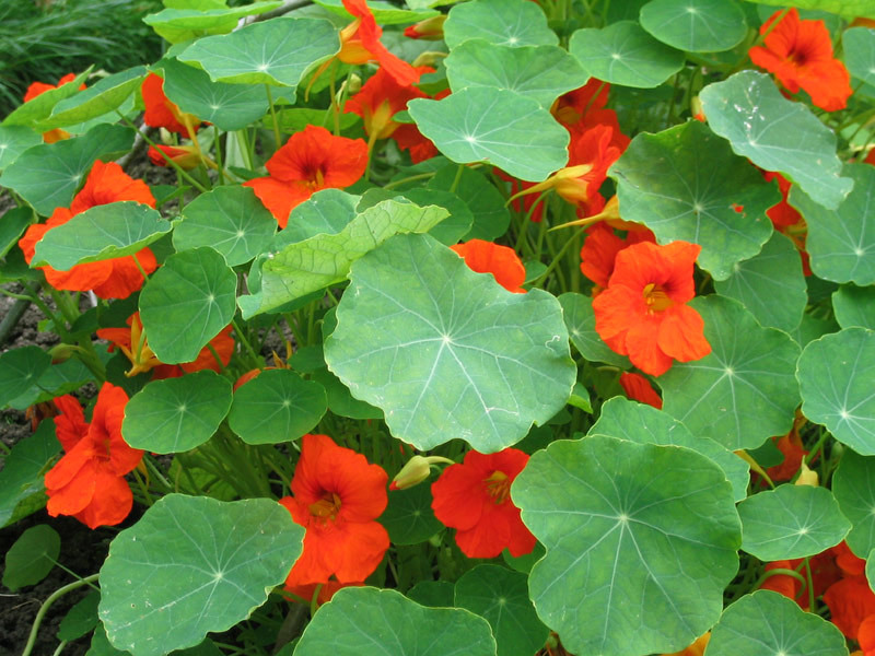Kako uzgajati nasturtium Boja nasturcija