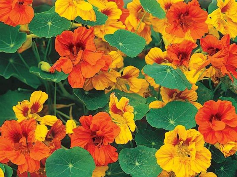 Izvanrednost nasturcija u njezi Nasturtium u vrtu