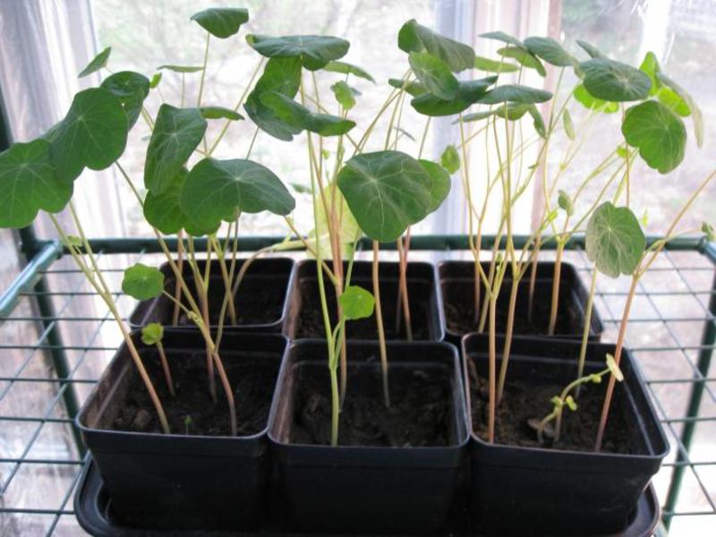 Nasturtium nije samo cvijet, već i korisna biljka za vrt Korisna biljka nasturtium