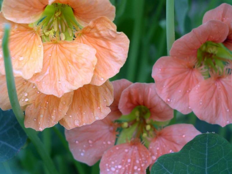 Jednogodišnje cvijeće nasturtium Kako saditi nasturcij