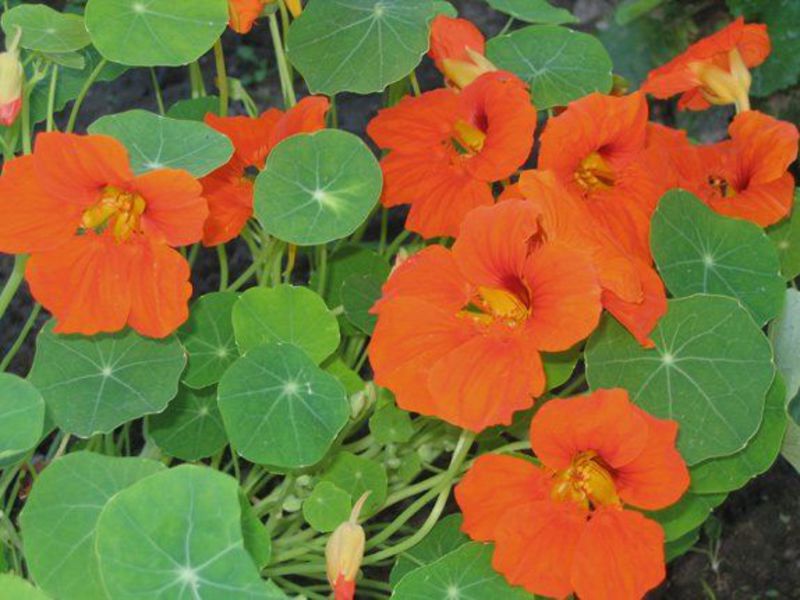 Opis biljke nasturtium Bolesti nasturcija