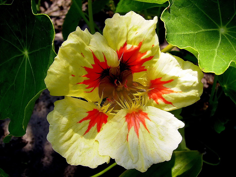 Jednogodišnje cvijeće nasturtium Štetnici nasturcija