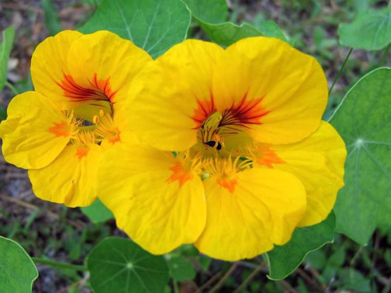 Žuti cvjetovi nasturcija Kako raste nasturtium