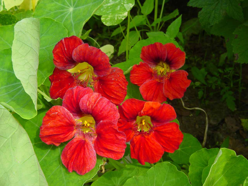 Nasturtium nije samo cvijet, već i korisna biljka za vrt Bolesti nasturcija
