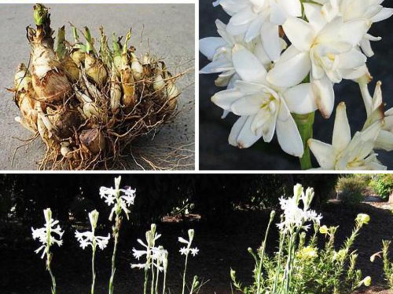 Tuberoza: fotografija lukovica biljaka i cvijeća Fotografija lukovica tuberoze - čuvanje zimi.