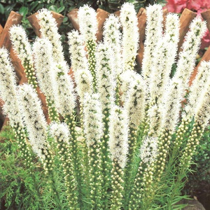 Listris izgled
