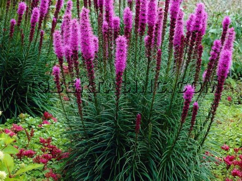 Spikelet liatris Sorte sorti Liatris