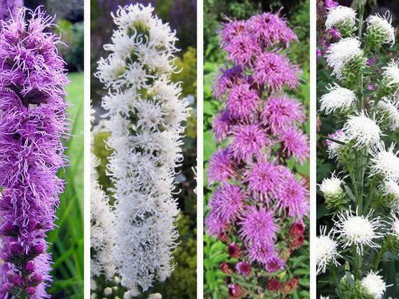 Liatris je višegodišnja biljka Spikelet liatris