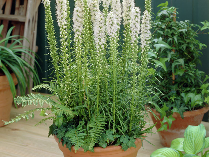 Sobni liatris Boja cvijeta Liatris
