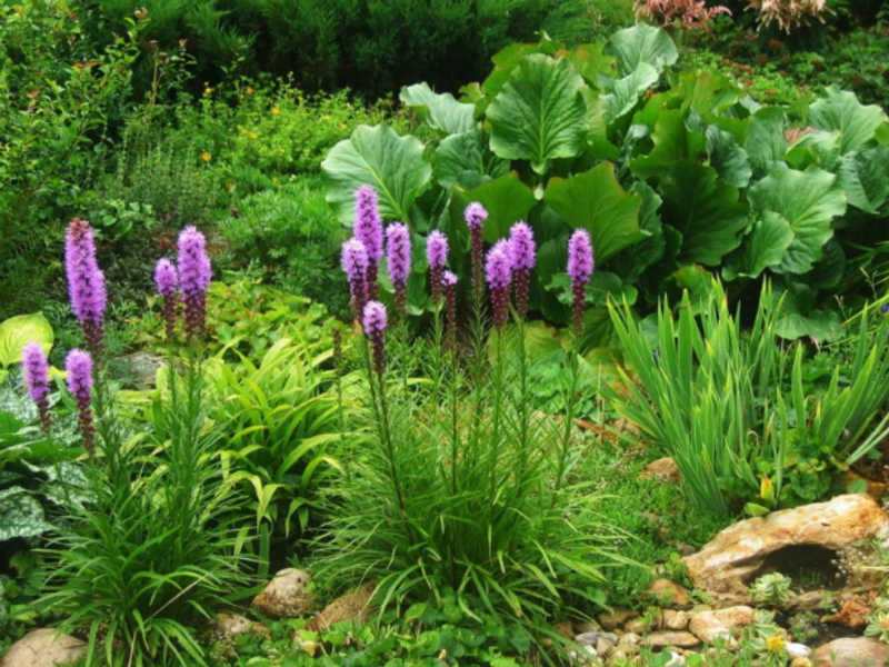 Spikelet liatris Sorte Liatrisa