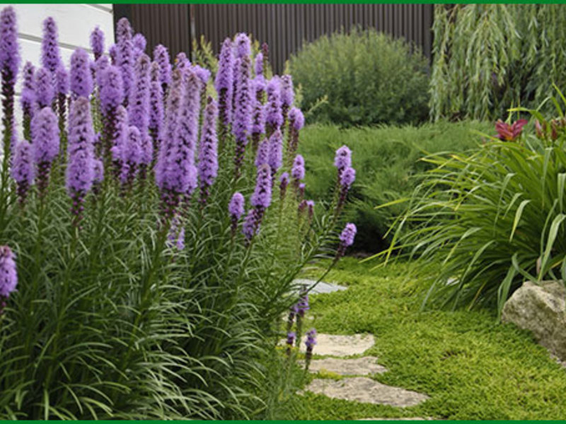 Liatris je višegodišnja biljka Vrtni cvijet Liatris