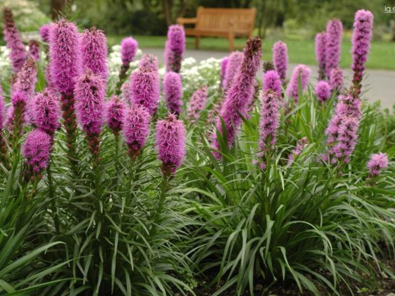 Spikelet liatris Vrste Liatrisa