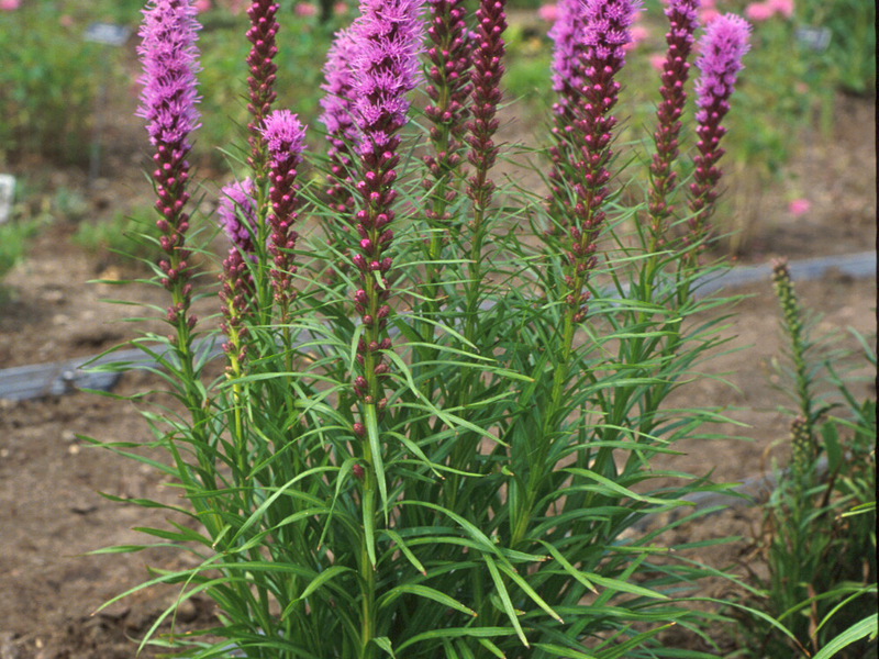 Kako uzgajati Liatris Uzgoj Liatrixa