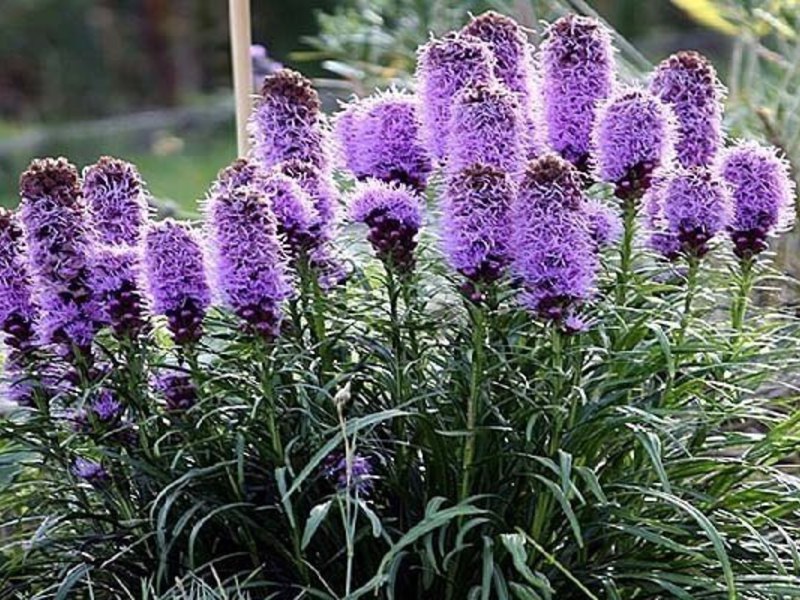 Spikelet liatris Kako zalijevati biljku Liatris