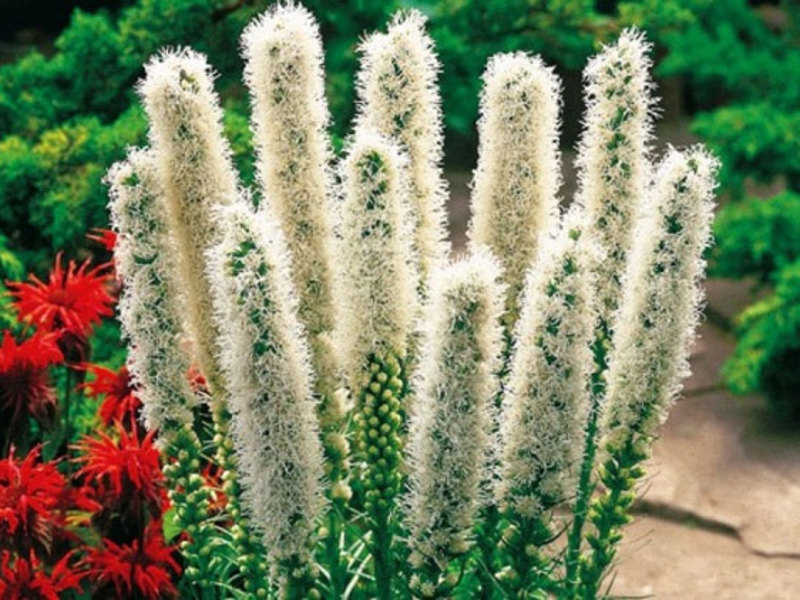 Slijetanje Liatrice Spikelet liatris u vrtu