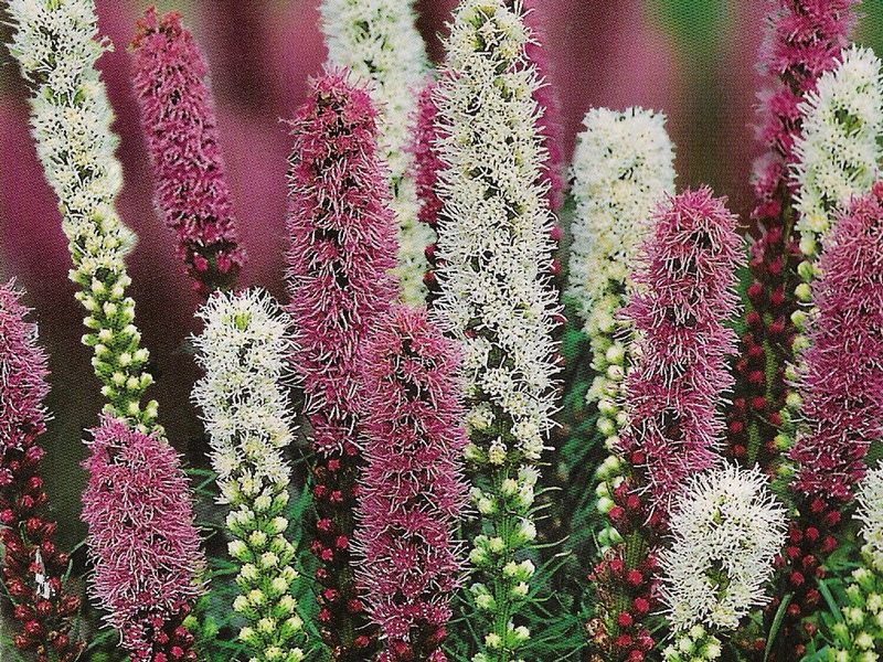 Liatris je višegodišnja biljka Spikelet liatris
