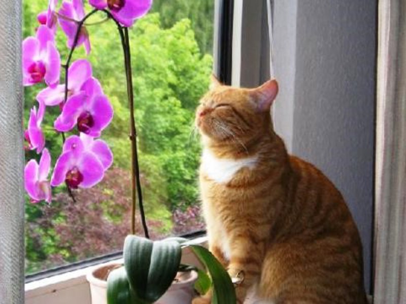 Orhideja Phalaenopsis kod kuće. Orhideja Phalaenopsis na prozorskoj dasci sjaj je u kući.