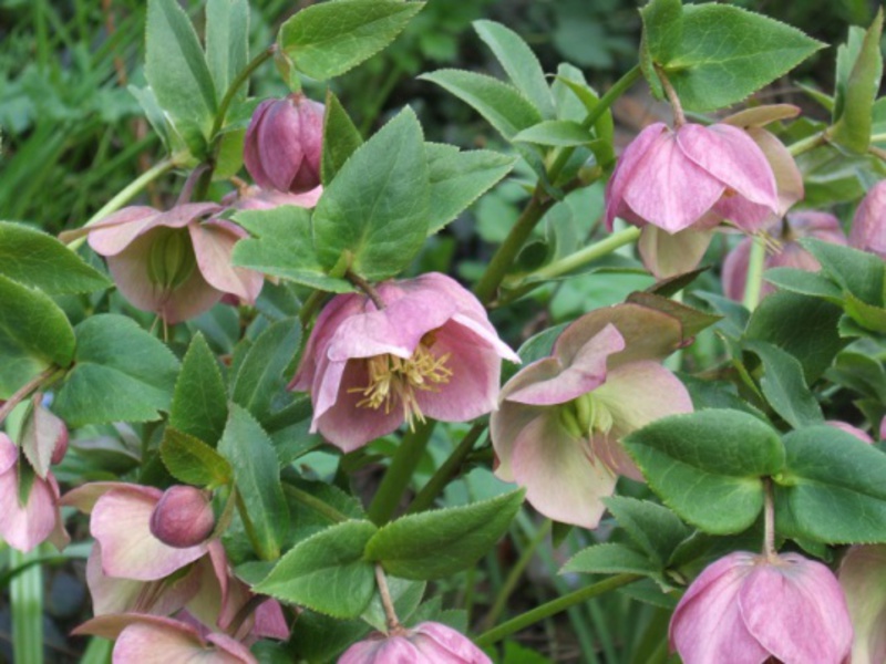 Kako hellebore raste Uzgajanje kukulja