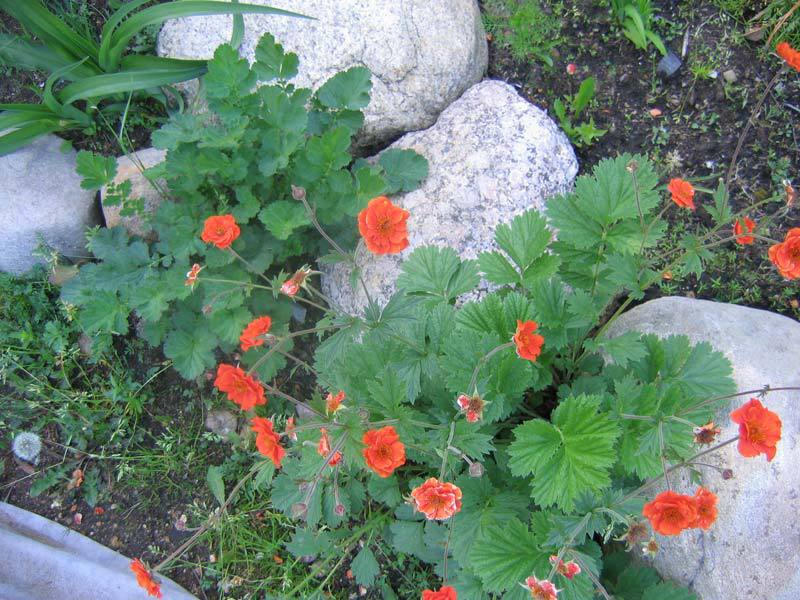 Kako saditi gravilat Sadnja i njega gravilata