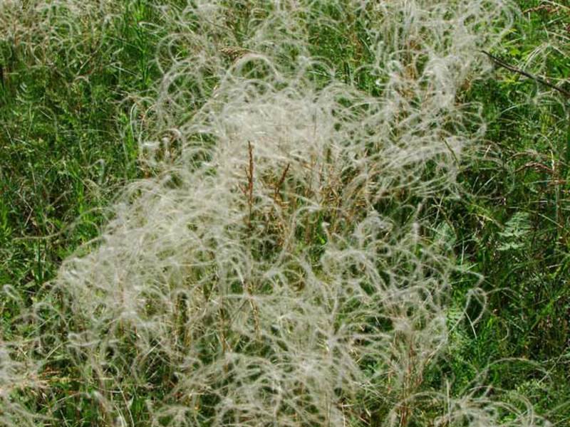Biljna podvrsta KIL Sorte i vrste perjanice