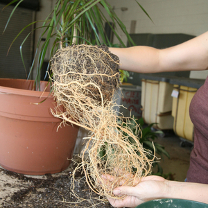 Njega dracaena