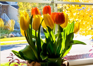 Sadnice tulipana u loncu