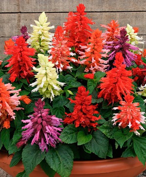 Dekoracija vrta Salvia