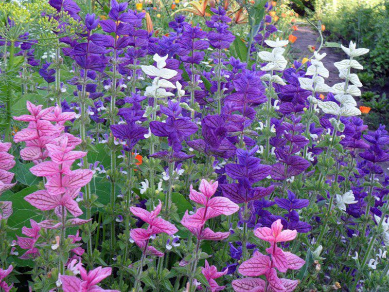 Salvia Horminumova Salvia vatrena