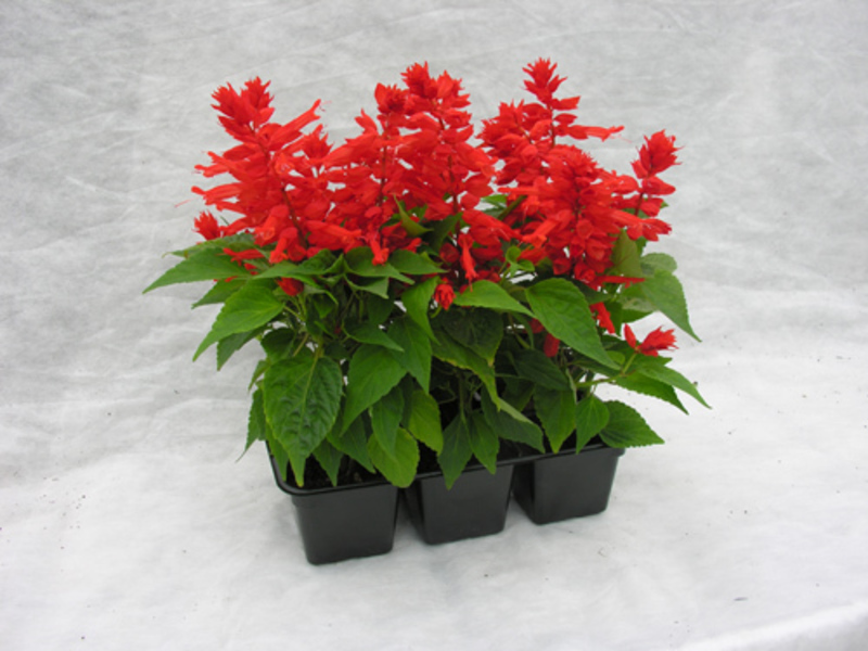 Salvia briljantna Boje u vrtu