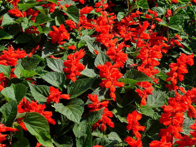 Salvia vatrena Vatrena salvija