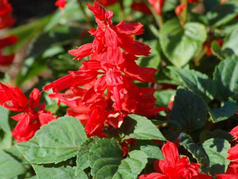 Salvia vatrena Sorte sorti salvije