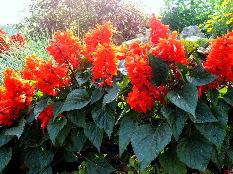 Kako izgleda salvia vulgaris Izgled cvijeta salvije