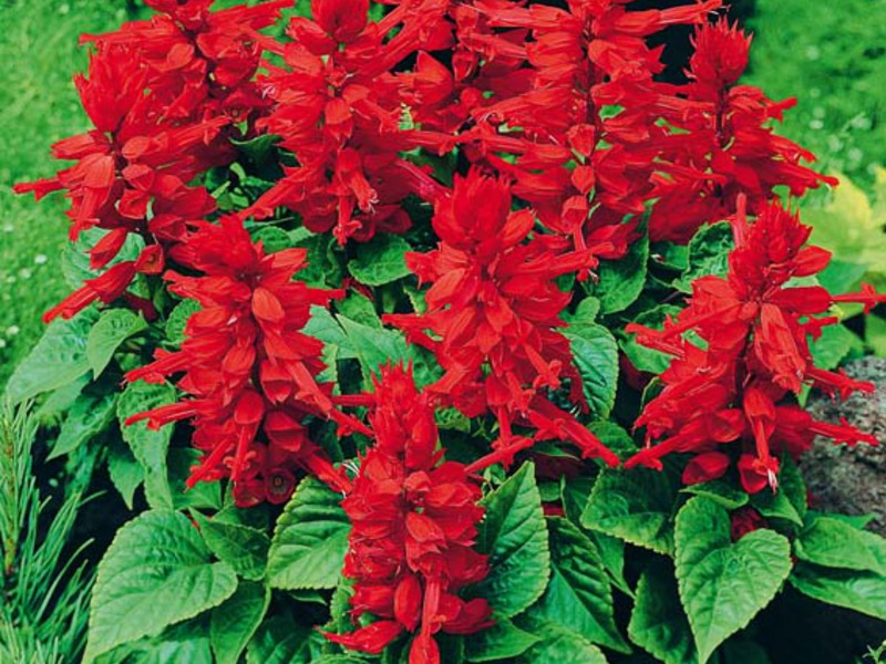 Salvia vatrena Salvia vatrena