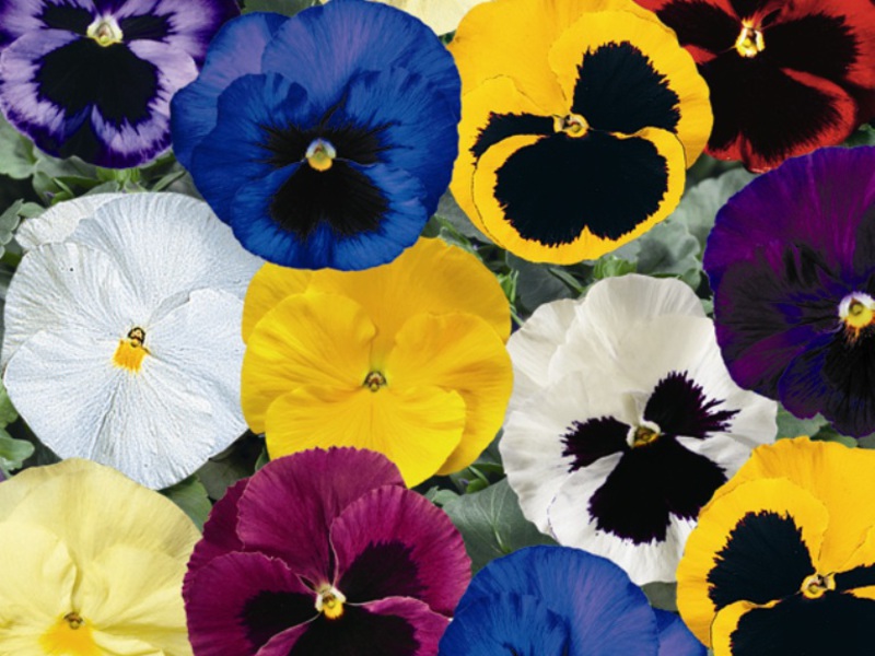 Viole, maćuhice Viola grandiflorum