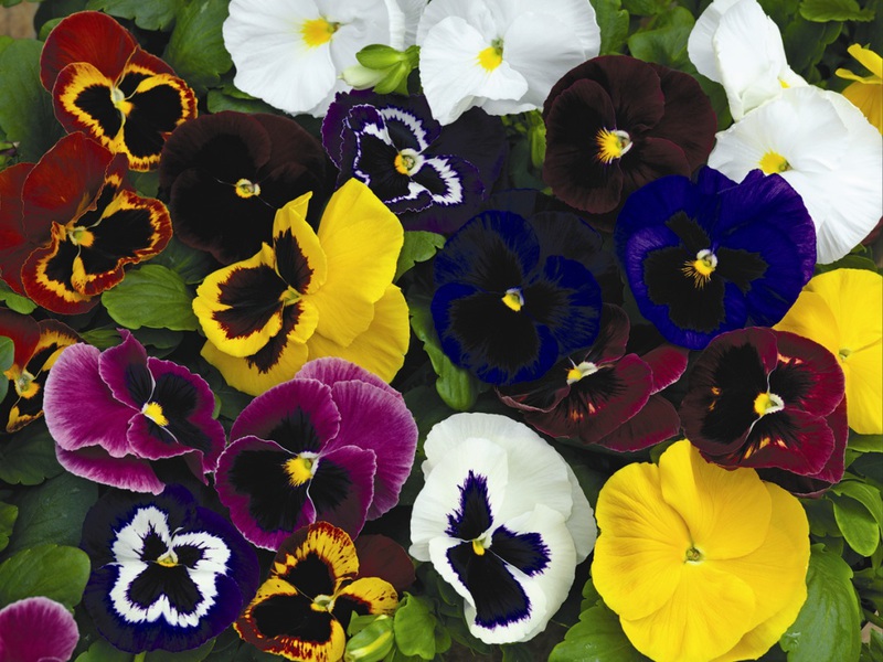 Viola wittroca Viola - djevojački cvijet