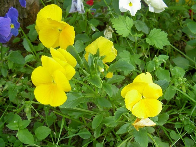Viola grandiflorum Koje su sorte viole