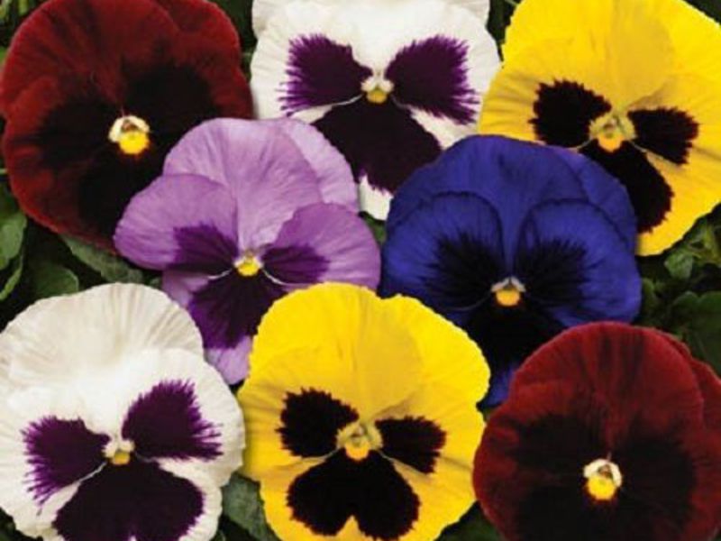 Viole, maćuhice Opis viole