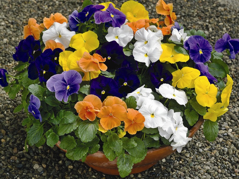 Razmnožavanje viole Kako se viola razmnožava