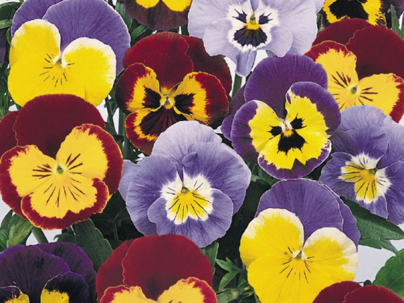 Kako raste viola Uzgajanje viole